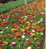 Portulaca - পুটুলিকা